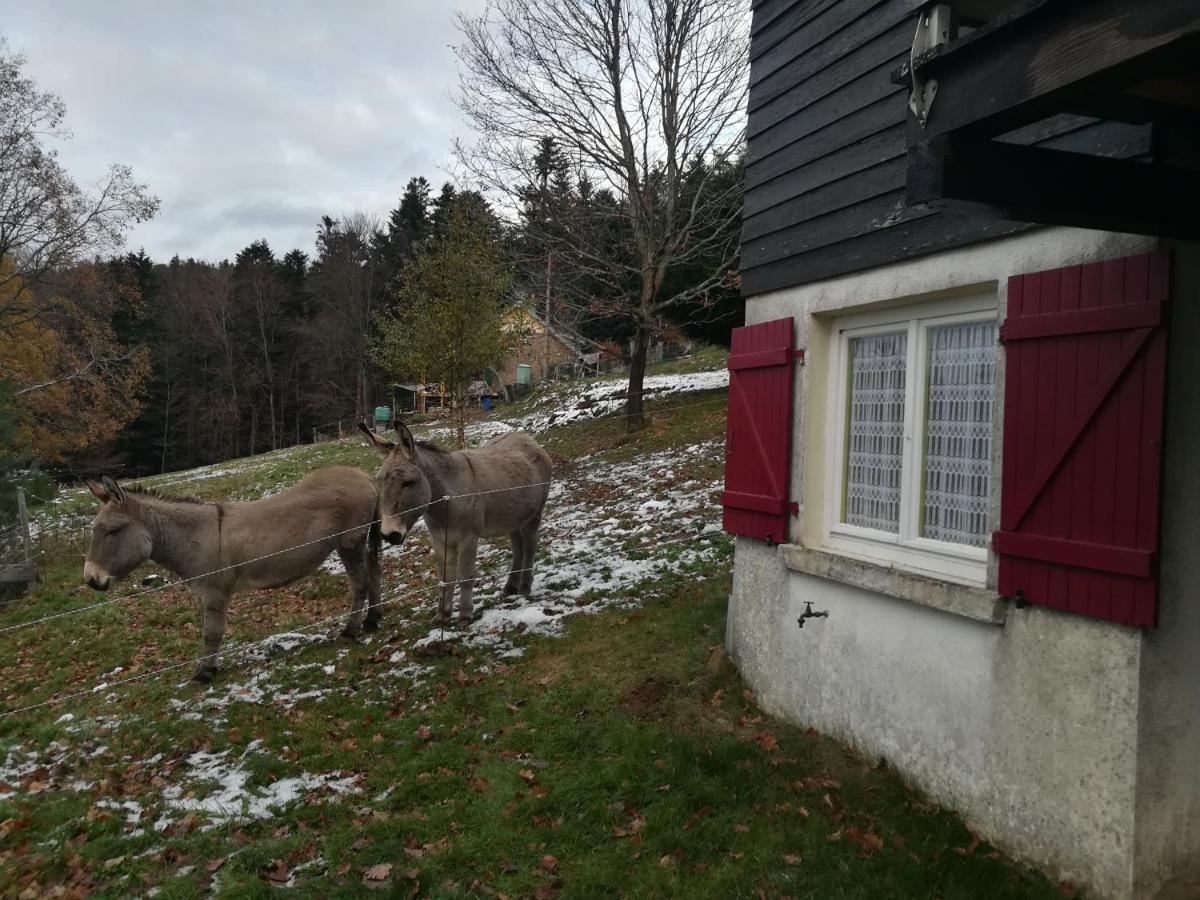 Le Chalet De Rothenbuhl Dabo المظهر الخارجي الصورة